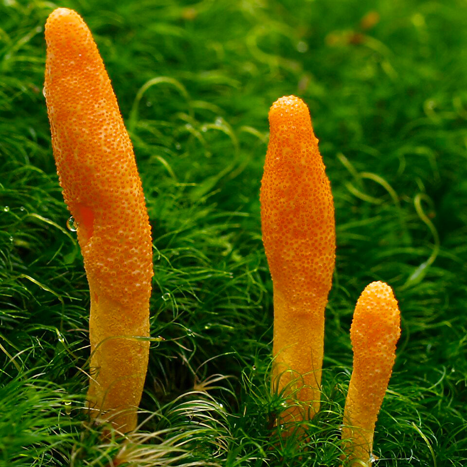 Cordyceps : Énergie, fatigue et performance physique