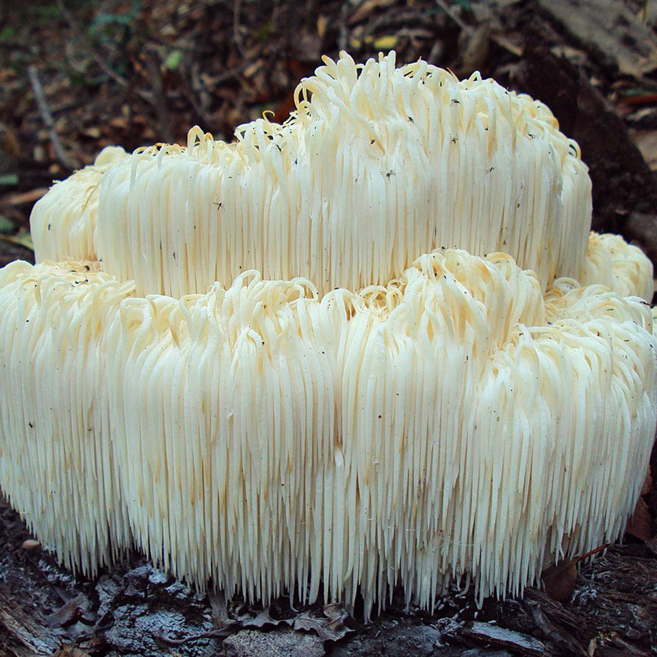 Le Lion’s Mane : Concentration, mémoire, neuroprotecteur