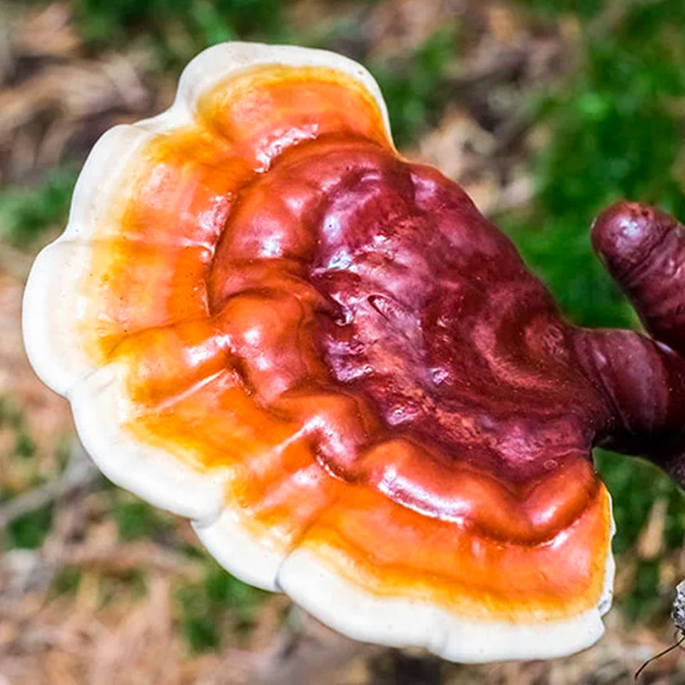 Reishi : sommeil profond, anti-stress et récupération